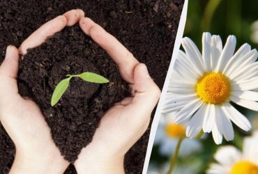 Вот что сеют на рассаду в январе опытные огородники: гарантия шикарного сада