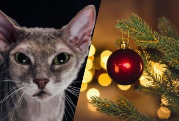 Только клевый детектив найдет кота за 9 секунд: новогодняя головоломка