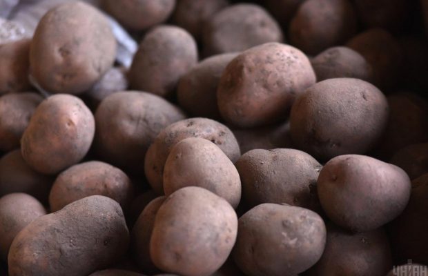 Залишається довше свіжою і не проростає: як зберігати картоплю в будинку і квартирі