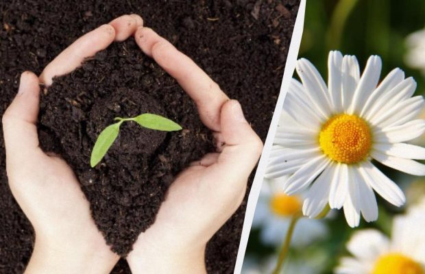 Вот что сеют на рассаду в январе опытные огородники: гарантия шикарного сада