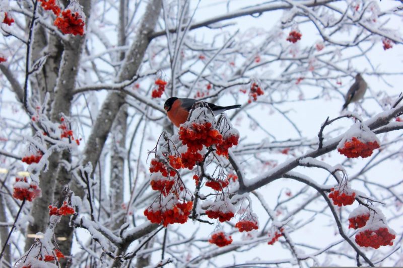 11 января праздник Украина / фото pixabay.com