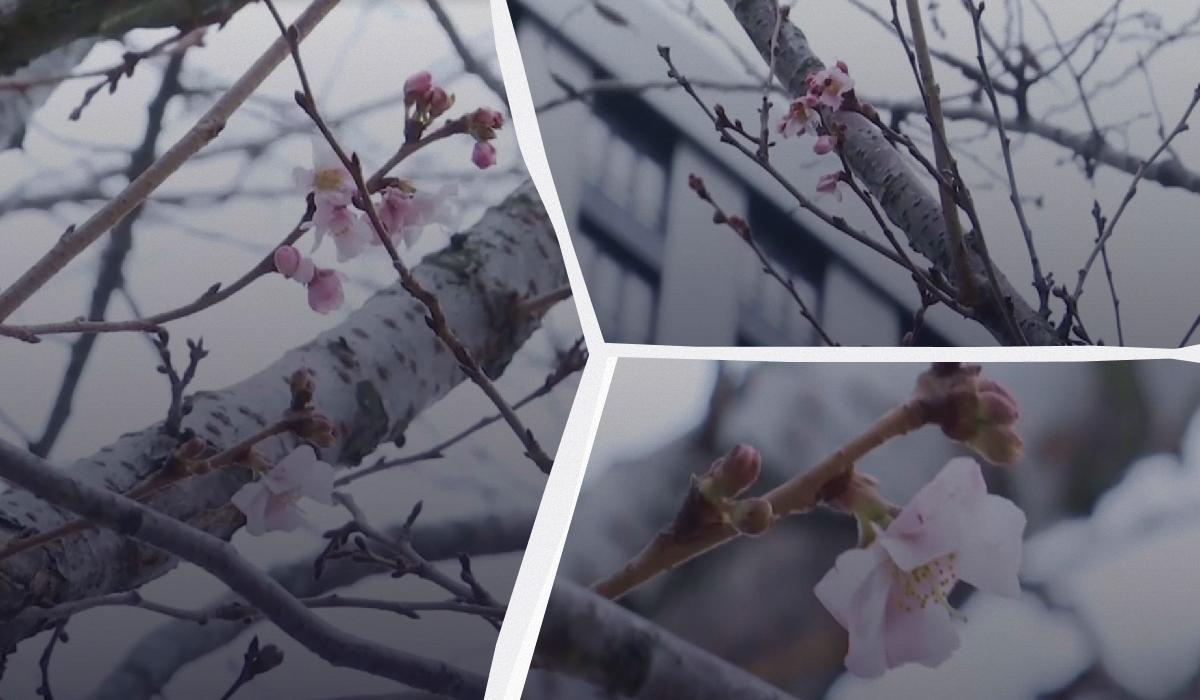 У Дніпрі почала квітнути сакура / колаж УНІАН, скріншоти з відео