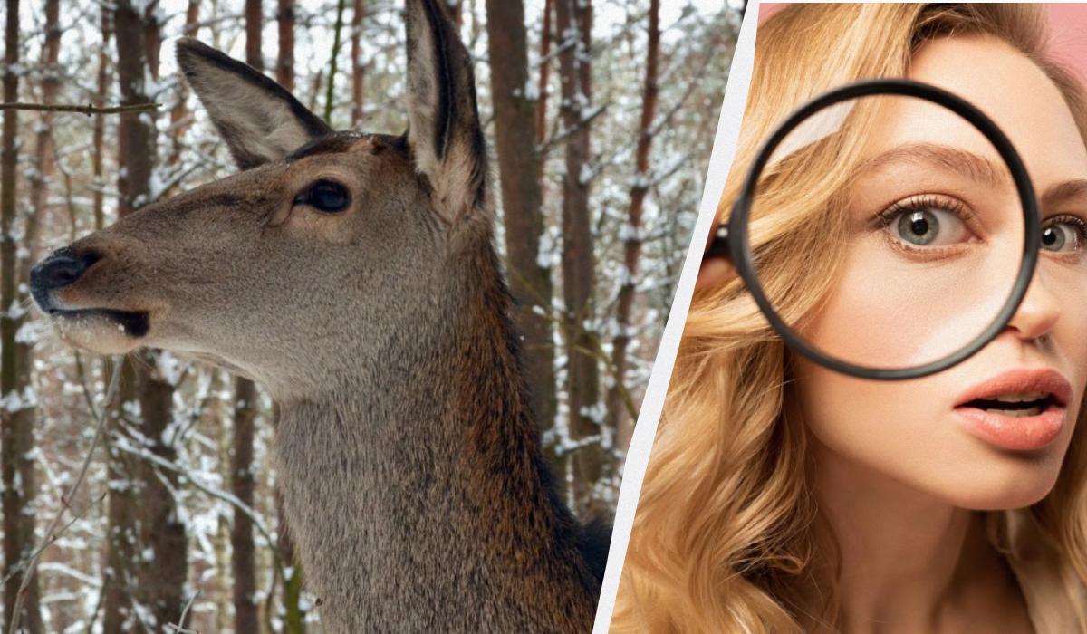 Найдите сову на фото / Коллаж УНИАН / фото УНИАН, ua.depositphotos.com Найдите сову на фото / Коллаж УНИАН / фото УНИАН, ua.depositphotos.com