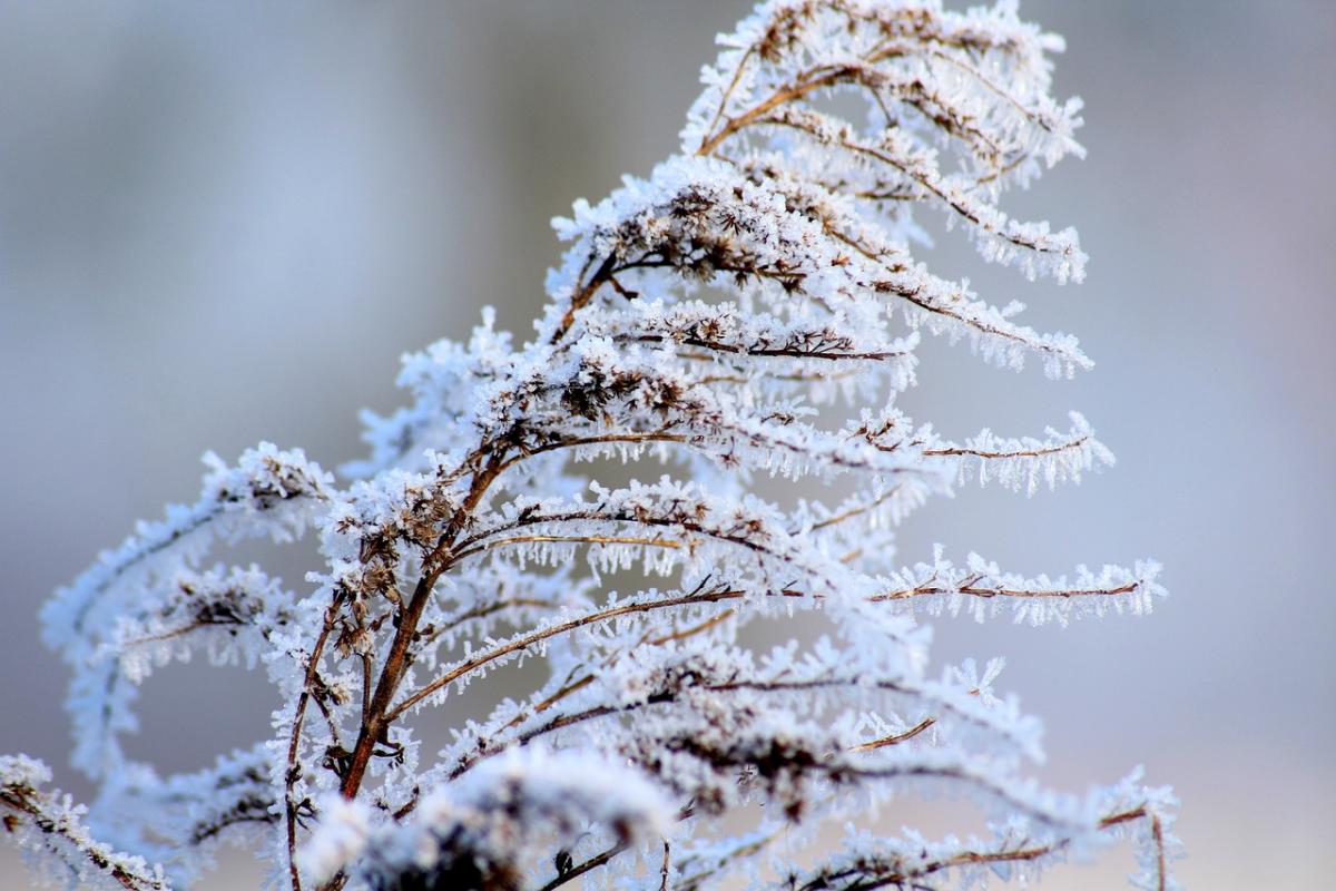 27 листопада - прикмети на сьогодні / фото Alicja, Pixabay