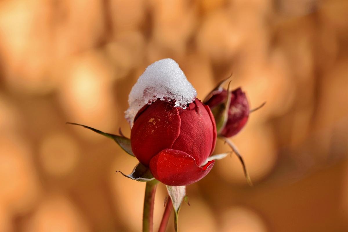 Уфото Ralph / Pixabay Уфото Ralph / Pixabay