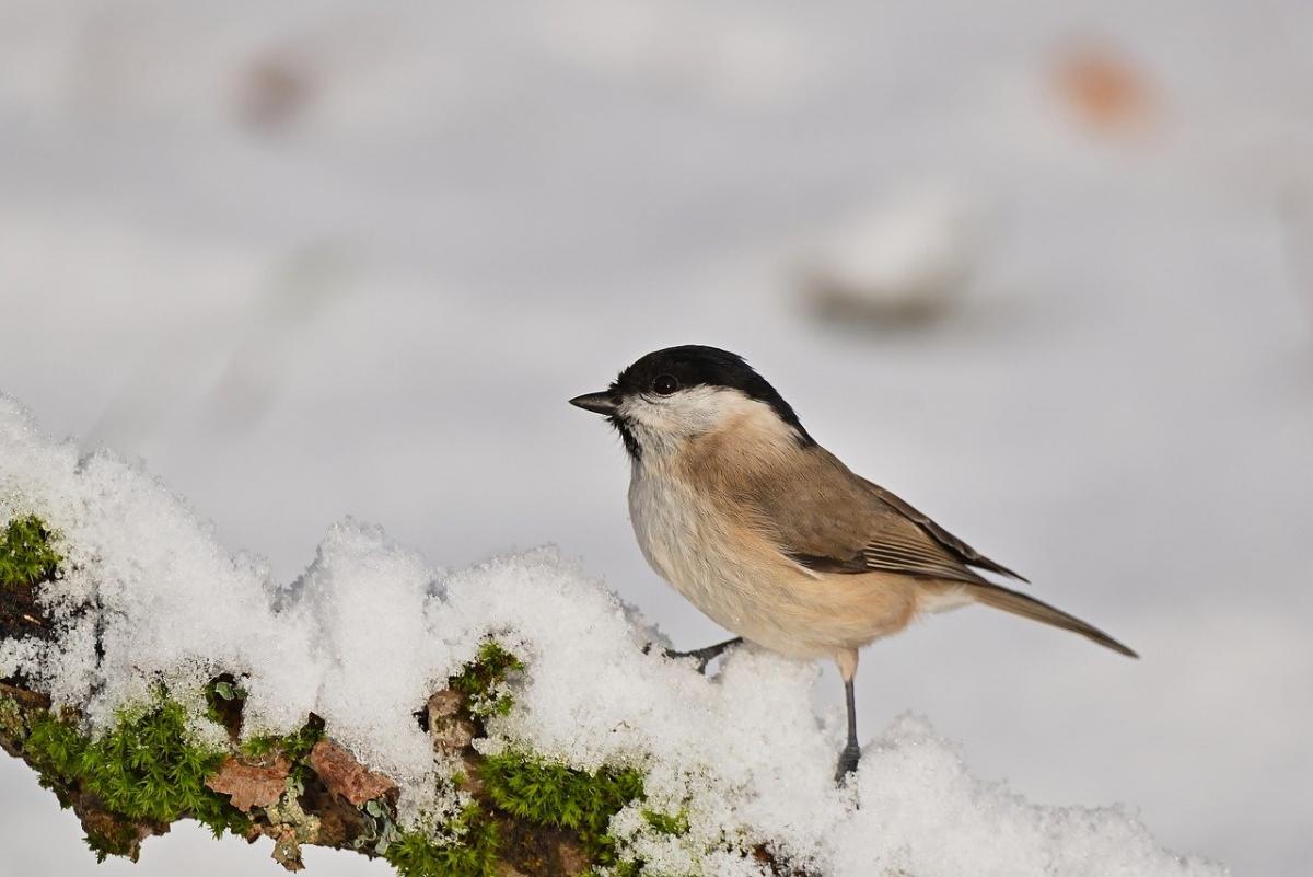 17 февраля праздник Украина / фото Jürgen, Pixabay 17 февраля праздник Украина / фото Jürgen, Pixabay