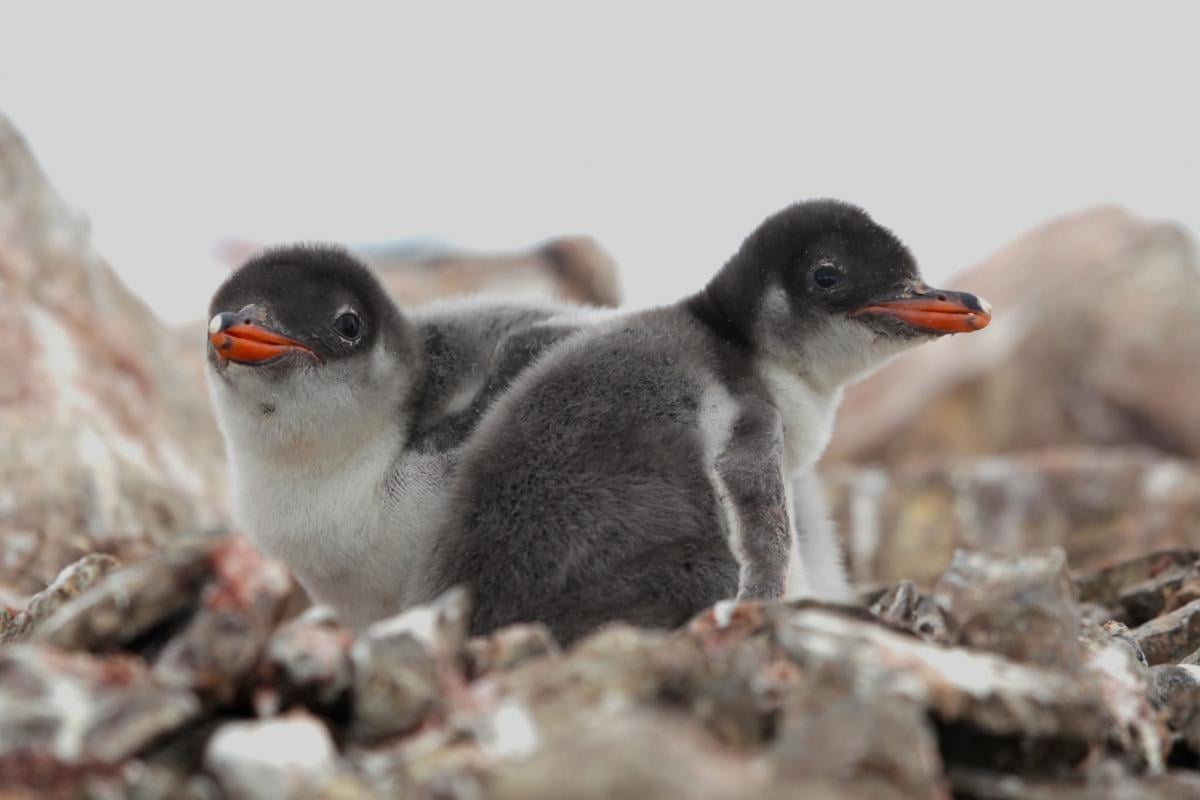Пингвины и тюлени оказались в опасности из-за озоновый дыры / фото facebook.com/AntarcticCenter Пингвины и тюлени оказались в опасности из-за озоновый дыры / фото facebook.com/AntarcticCenter
