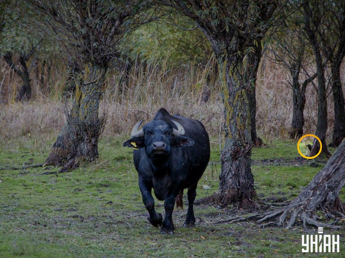 Птах був з лівого боку головоломки / колаж з фото УНІАН Птах був з лівого боку головоломки / колаж з фото УНІАН