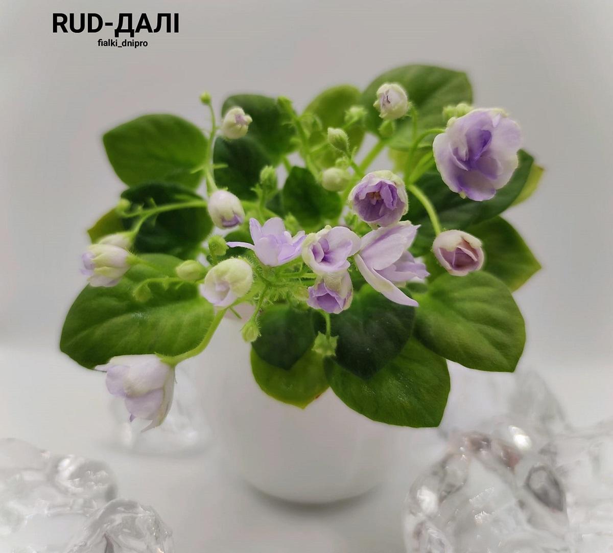 Фиалка имеет нежные бело-сереневые колокольчики / фото с Facebook-страницы Евгения Рудницкого Фиалка имеет нежные бело-сереневые колокольчики / фото с Facebook-страницы Евгения Рудницкого