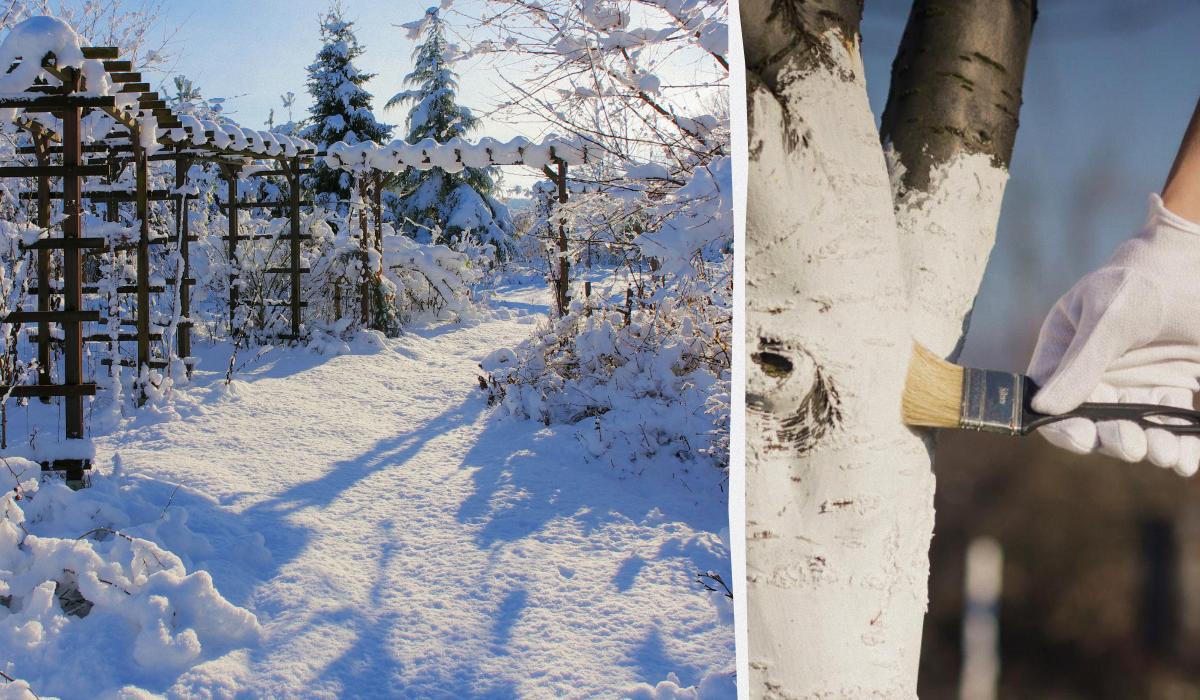 Що робити в саду взимку / колаж УНІАН, фото ua.depositphotos.com Що робити в саду взимку / колаж УНІАН, фото ua.depositphotos.com