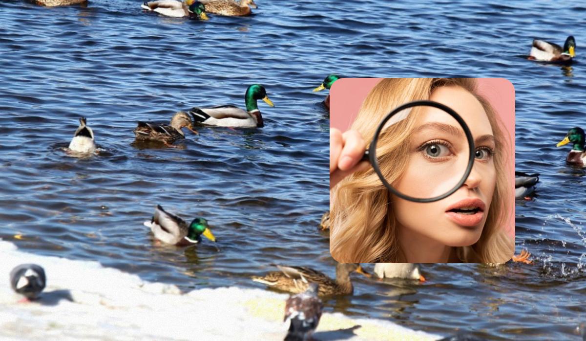 На фото спряталась необычная утка / Коллаж УНИАН / фото ua.depositphotos.com, УНИАН На фото спряталась необычная утка / Коллаж УНИАН / фото ua.depositphotos.com, УНИАН