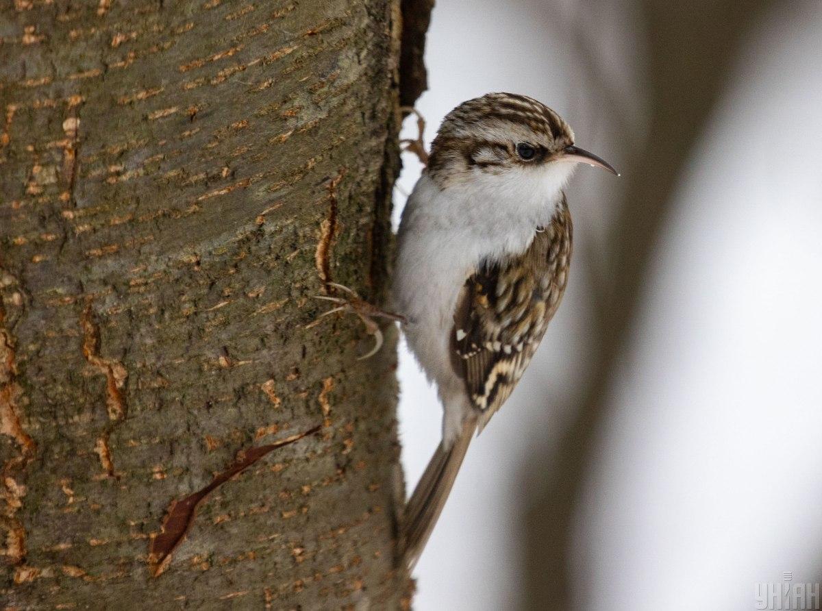 15 лютого температура в Україні знизиться / фото УНІАН