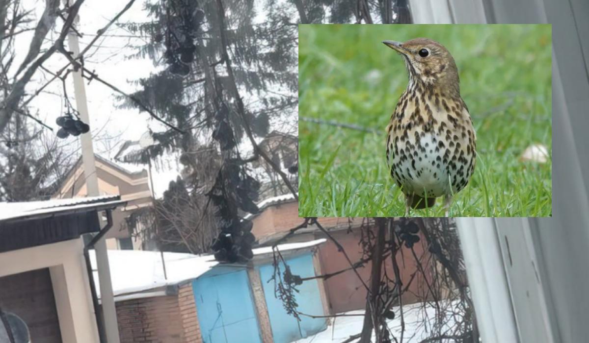 Складна оптична ілюзія для гострих на око із дроздом та виноградом / Колаж УНІАН, фото УНІАН, фото ua.depositphotos.com Складна оптична ілюзія для гострих на око із дроздом та виноградом / Колаж УНІАН, фото УНІАН, фото ua.depositphotos.com