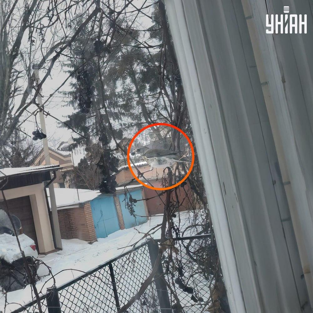 Де насправді сів поласувати виноградом дрізд / фото УНІАН Де насправді сів поласувати виноградом дрізд / фото УНІАН