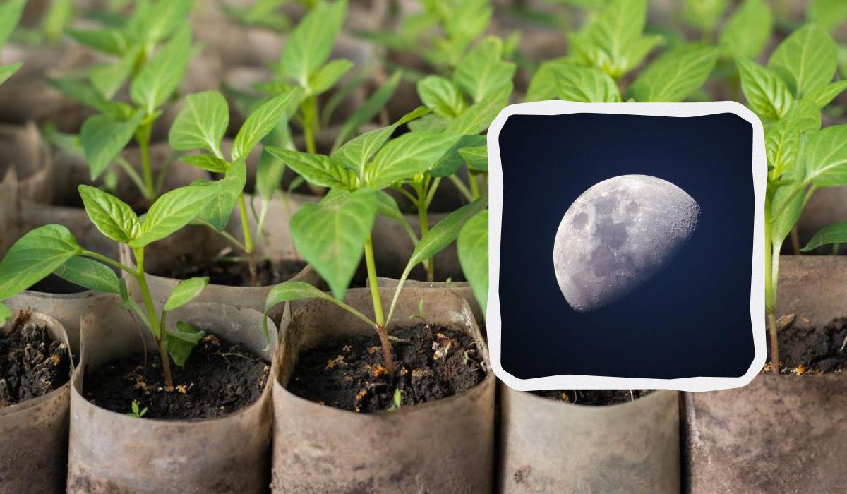 Лунный посевной календарь на февраль 2024 года / коллаж УНИАН, фото ua.depositphotos.com