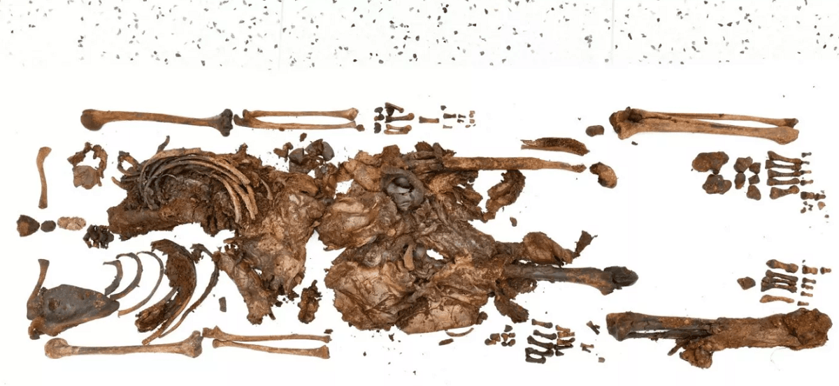 Ancient human remains found in Northern Ireland / POLICE SERVICE OF NORTHERN IRELAND