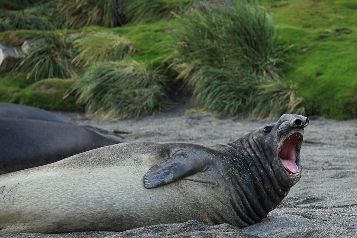 Південний морський слон / фото wikipedia.org Південний морський слон / фото wikipedia.org