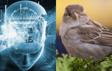 Лиш люди з фантастичним IQ знайдуть горобця за 11 секунд: складна оптична ілюзія