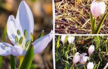 В Україні посеред зими почали квітнути унікальні рослини з Червоної книги (фото)