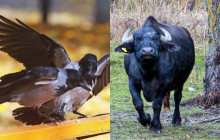 Усі бачать буйвола, і лиш одиниці знайдуть ворону в лісі за 6 секунд: важка головоломка