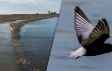 На Одещині "голодна смерть" загрожує птахам парку "Тузлівські лимани" (фото)