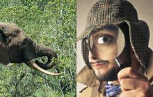 Кожен бачить слона, і лиш детектив знайде кабанця за 10 секунд: головоломка для обраних