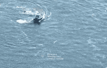 Витягли з крижаної води: ухилянт намагався вплав подолати Дністер (відео)