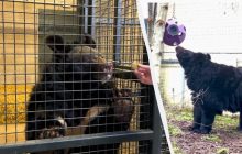 Чорний Ямпіль: стала відома доля ведмедя, який пережив російську окупацію (фото, відео)