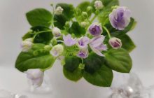 Селекціонер із Дніпра присвятив сорт фіалки загиблому поету і воїну Кривцову (фото)