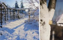 Что делать в саду зимой: 7 обязательных дел в январе