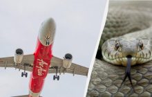 Худший кошмар: появившаяся ниоткуда змея вызвала переполох в самолете (видео)