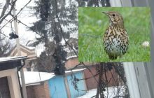 Лише 2% людей можуть помітити дрозда за 6 секунд: фантастична оптична ілюзія