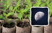 Посівний календар на лютий 2024: чим зайнятися на ділянці та які дні вдалі