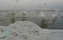 Ледь не вимерли через моду на капелюшки: на Одещині помічені дивовижні птахи