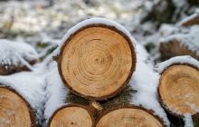 Приватний бізнес витіснив держпідприємство "Ліси України" з ринку переробки деревини