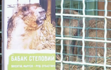 Возле Киева уже проснулся сурок: что это может означать, и в чем причина (видео)
