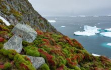 Полярники показали, яким незвичайно зеленим буває літо в Антарктиді (фото)