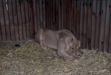 Не обычная травма: Россия ракетой покалечила львицу Юну на Киевщине (видео)