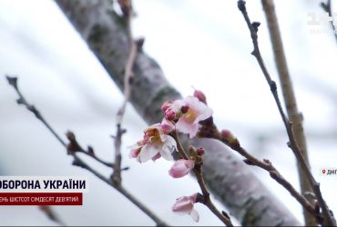 Неожиданно: в Днепре расцвели сакуры