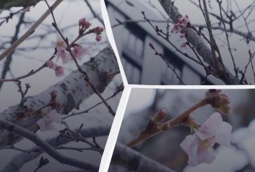 У Дніпрі на початку січня розквітла сакура (відео)