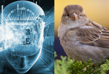 Лиш люди з фантастичним IQ знайдуть горобця за 11 секунд: складна оптична ілюзія