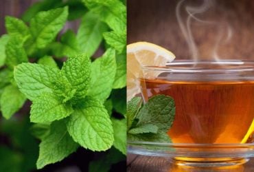 Що відбувається з вашим тілом, коли ви п'єте м'ятний чай щодня