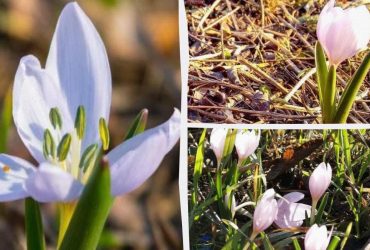 В Україні посеред зими почали квітнути унікальні рослини з Червоної книги (фото)
