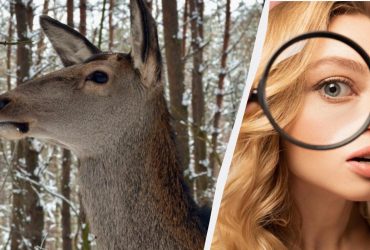 Причудливый тест на внимательность: найдите сову в лесу за 6 секунд