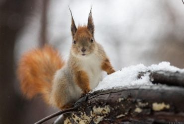 19 лютого в Києві буде сухо, але погоду зіпсує вітер