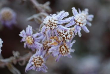 Украину скуют заморозки, температура упадет до -3°, - синоптик