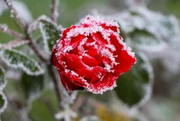 Заморозки возвращаются в Украину: где и когда будет минус