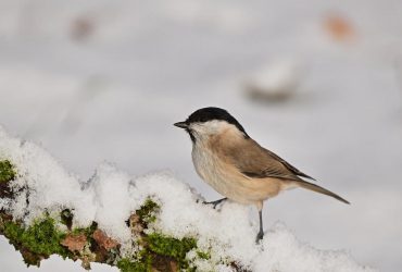 Ожеледиця та шквальний вітер: синоптики попередили жителів Київської області про небезпеку