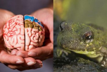 Только удивительно способные люди увидят лягушку за 5 секунд: своенравная головоломка