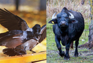 Усі бачать буйвола, і лиш одиниці знайдуть ворону в лісі за 6 секунд: важка головоломка